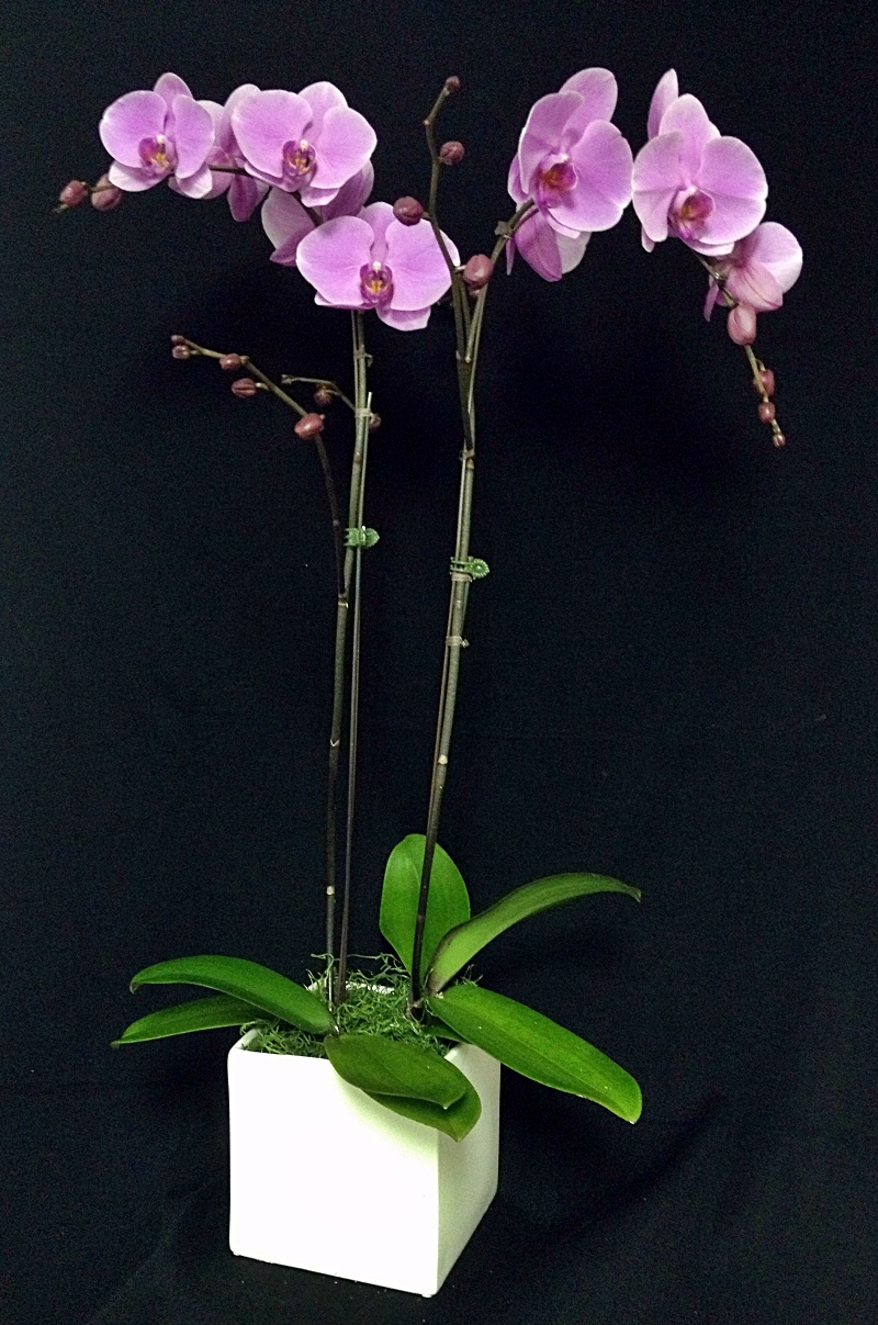 EverSpring Orchids Winnipeg_Gift Orchids